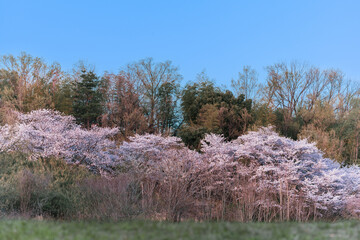 千里北公園の桜　　【桜　風景】