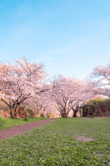 千里北公園の桜　　【桜　風景】