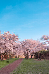 Obraz premium 千里北公園の桜 【桜 風景】