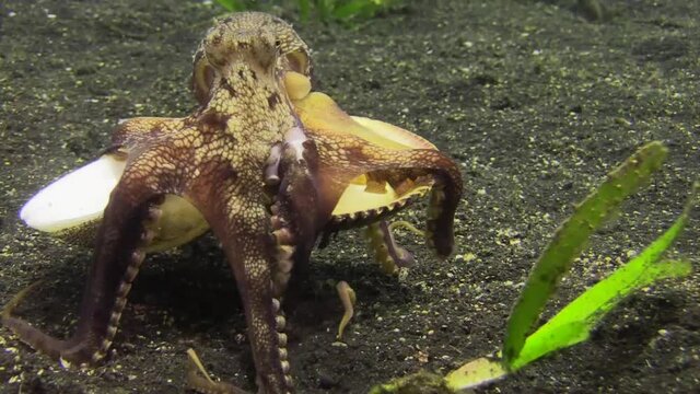 coconut octopus carrying two mollusk shells using its tentacles, view from behind