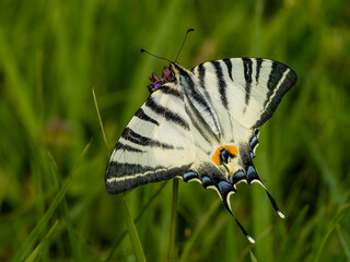 Swallowtail butterfly on a flower in a meadow