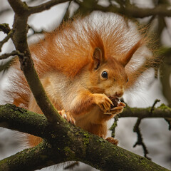 Squirrel on the branch eating a nut