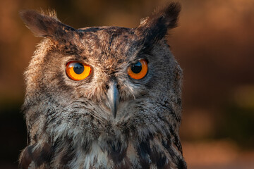 Portrait of eurasian eagle-owl