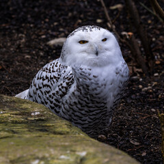 The Snowy Owl, Bubo scandiacus is a large, white owl of the owl family