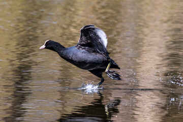 Eurasian coot, Fulica atra chasing each other by running across the water