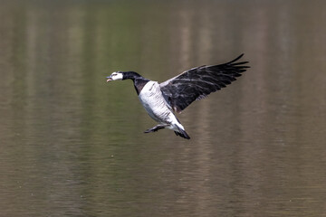Barnacle goose, Branta leucopsis flying over a lake near Munich in Germany.