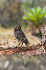 The Burrowing Owl or Luck owl perched on the ground beside its nest. Species Athene Cunicularia. The big yellow eyes of american owl. Bird lover. Birdwatching. mimicry