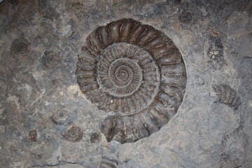 spiral ammonit fossil