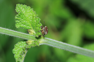 Halyomorpha Halys insect macro photo