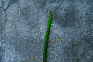 Cactus growing in the cracked concrete wall