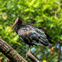 Northern Bald ibis, Geronticus eremita in the zoo