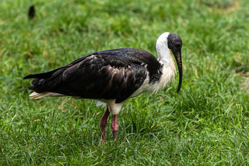 Straw-necked Ibis, Threskiornis spinicollis in the zoo
