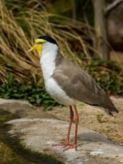 The masked lapwing (Vanellus miles), also known as the masked plover