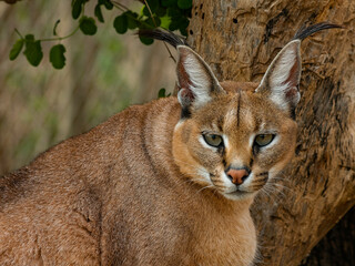 Portrait of caracal  next to tree