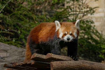 Fototapeta premium Inquisitive red panda on the wood
