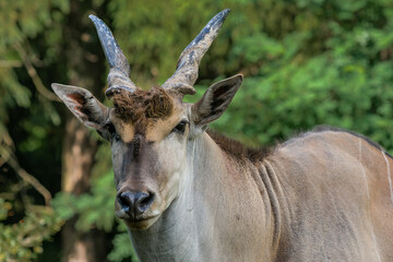 The common eland (Taurotragus oryx), also known as the southern eland or eland antelope, is a...