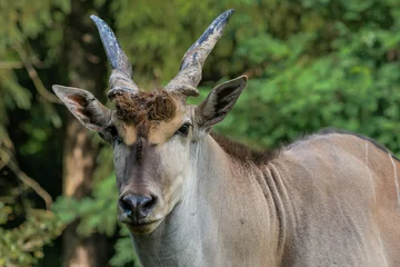 Abwaschbare Fototapete The common eland (Taurotragus oryx), also known as the southern eland or eland antelope, is a savannah and plains antelope found in East and Southern Africa. © Honza123