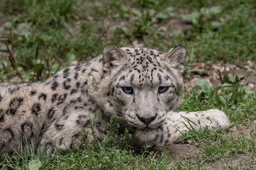 Snow leopard lying on the green grass