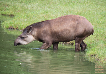 tapir goes swimming in the water