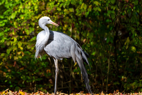 The Blue Crane, Grus paradisea, is an endangered bird