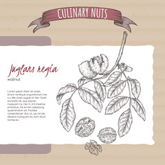 Juglans regia aka walnut tree branch and nuts sketch on cardboard background. Culinary nuts series. - 457329693
