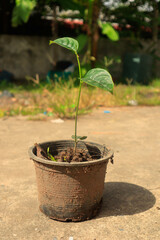 Mango leaves in a plant pot, close-up, love the world, love nature