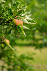 Apples Ripening on the Tree  in an Orchard