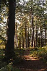 Bright sunlight shining through the forest 