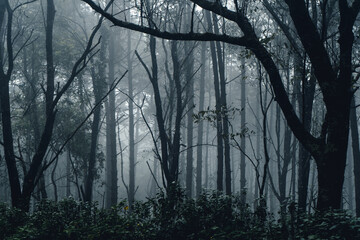 dark forest during a foggy,forest pine in asia