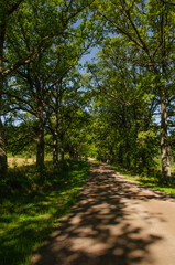 Fototapeta na wymiar Dirt road among green trees on a clear summer day, vertical photo