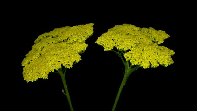 Achillea filipendulina, common name, the yarrow, fernleaf yarrow, milfoil, or nosebleed, is an Asian species of flowering plant in the sunflower family, black backgorund