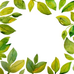 Dipinto acquerello sfondo bianco cornice botanica foglie verdi