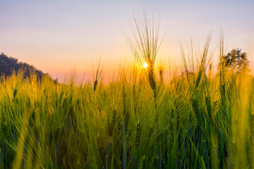 Fototapeta premium Barley field in golden glow of evening sun