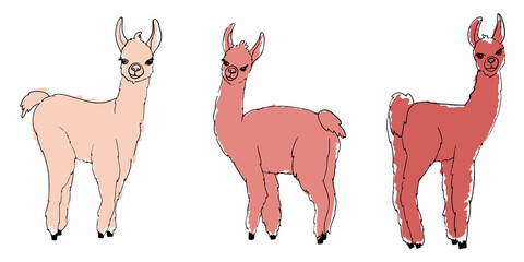 Lama, alpaca, guanaco and vicuna animals sketch vector set. Camelid mammals with pink wool, different shades.  Сute farm llama animals  silhouettes painted with markers