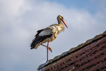 Summerimression at the baltic sea