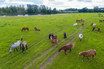 Naklejka na ściany i meble A herd of horses graze in a green meadow along the river