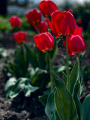 red tulips in the garden, free space
