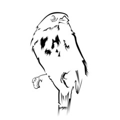 sketch of a bird