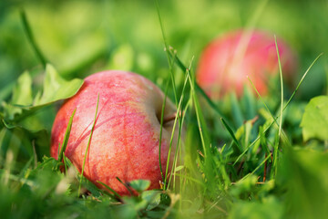 Obraz na płótnie Canvas Red fallen apple on the grass close-up
