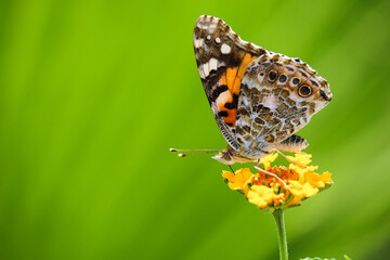 butterfly on a yellow flower on a green background