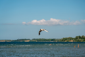 Summerimression at the baltic sea