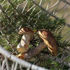 porcini mushroom and boletus with a spruce branch lie in a basket on a sunny day. first harvest of the quiet hunt