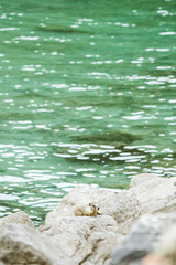 Wide angle view of a marmot on the rocky shore of Lake Chelan