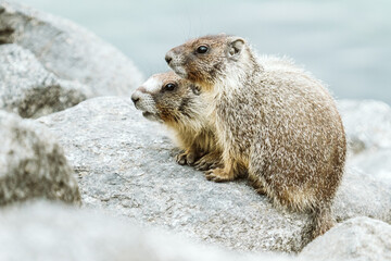 A pair of yellow-bellied marmots at Lake Chelan State Park
