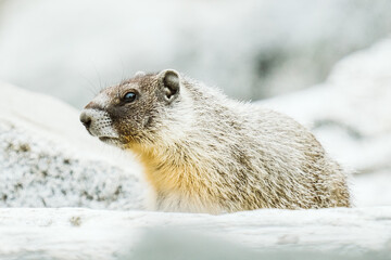 Closeup view of a Yellow-bellied Marmot
