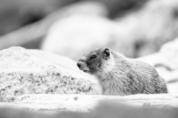 Side view of a marmot in a rock jetty
