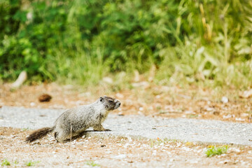 Side view of a marmot crossing a hiking trail in Washington State