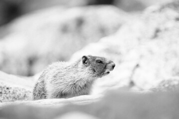 Side view of a marmot in Eastern Washington