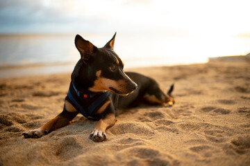 Black dog wearing vest relaxing on a beach in Hawaii - obrazy, fototapety, plakaty