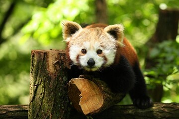 Beautiful endangered red panda on a green tree. Red Panda. Great animal in the nature looking...